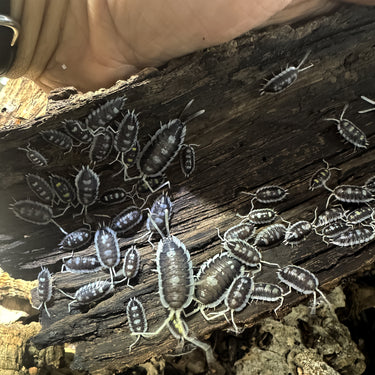 Porcellio Succinctus